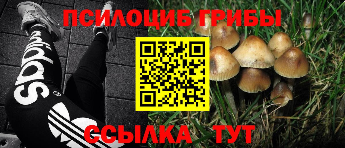 Псилоцибиновые грибы Cubensis  Вход с VPN  Лыткарино 